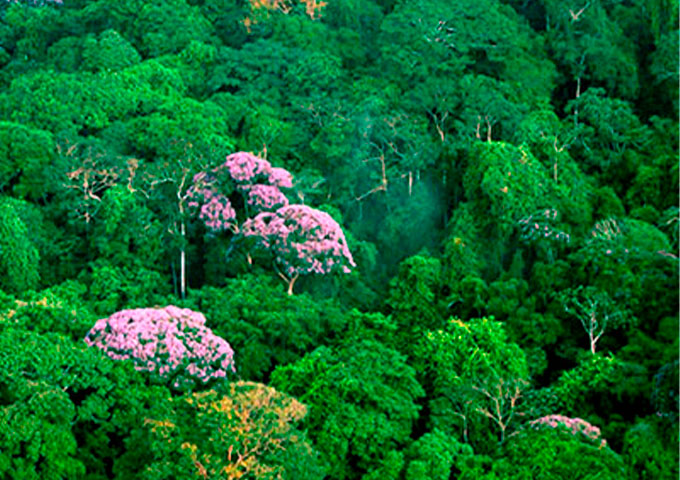 Revolución ambiental