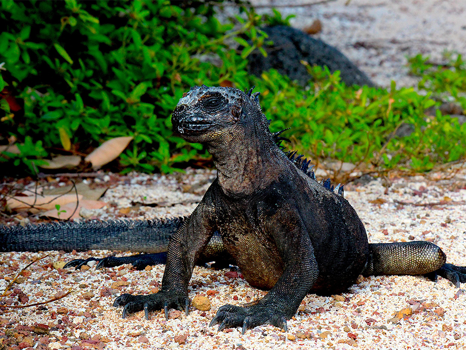 Galapagos
