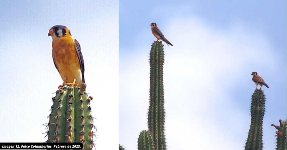 Falco Columbarius. Febrero de 2023.