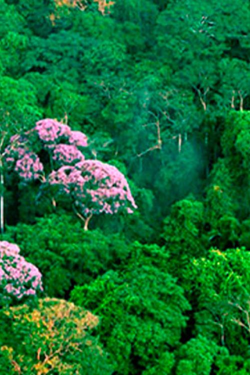 Revolución ambiental
